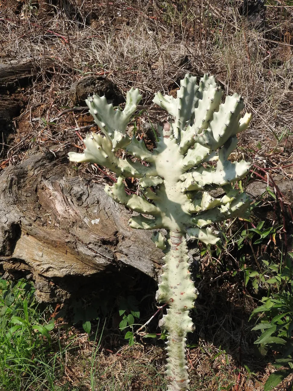 Euphorbia lactea 'White Ghost' in Erde