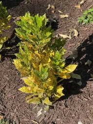 Croton Gold Dust en pleine terre