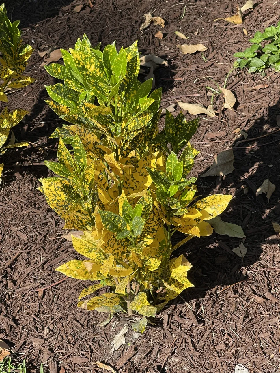 Croton Gold Dust in de grond