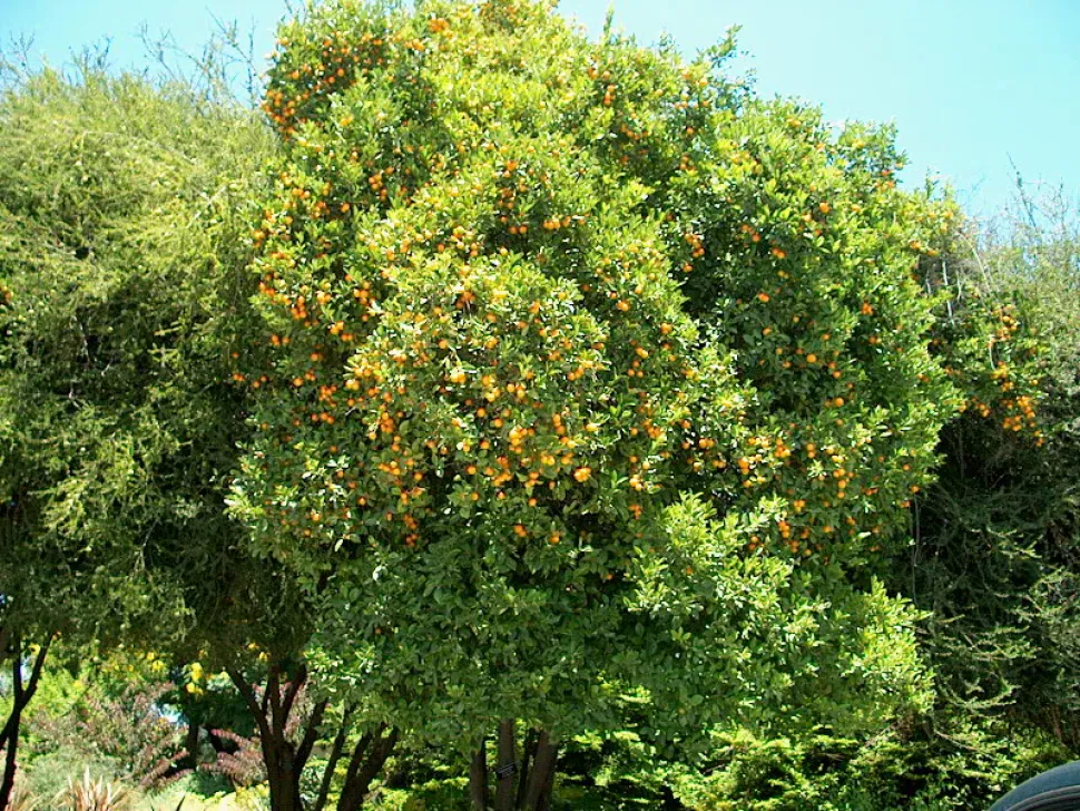 Calamondin im Freiland