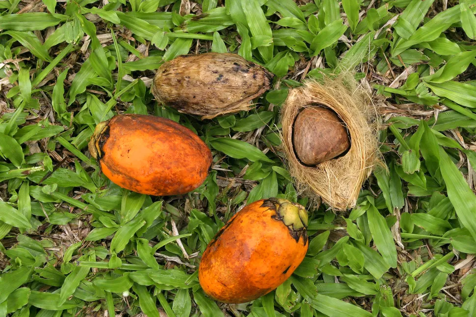 4 nueces de betel