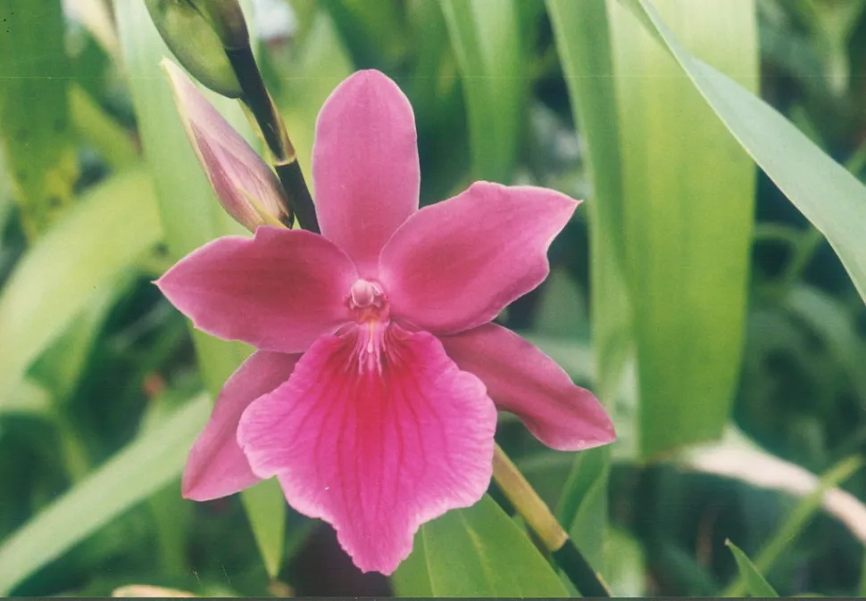 Orquídea rosa con labelo aplanado Miltonia