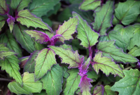 Blätter von Gynura Purple Passion