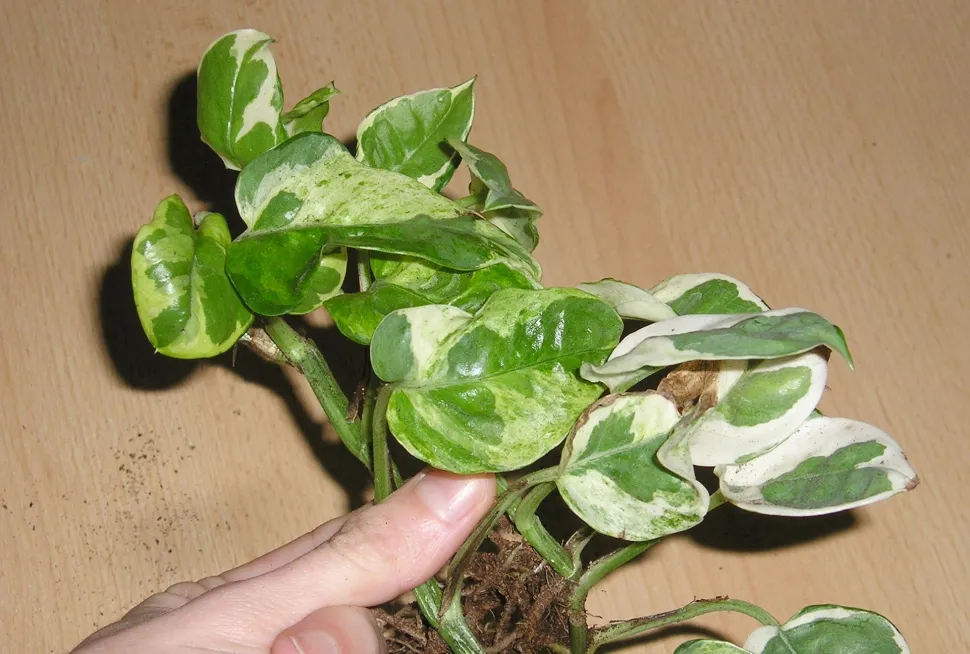 Pothos NJOY folhas verdes e brancas