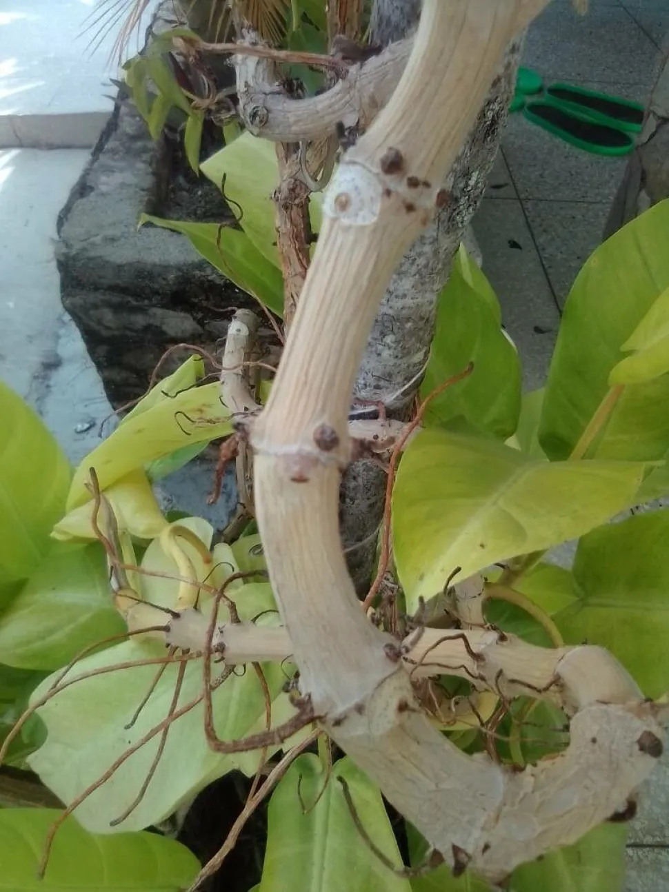 Luftwurzeln Kletternder Philodendron