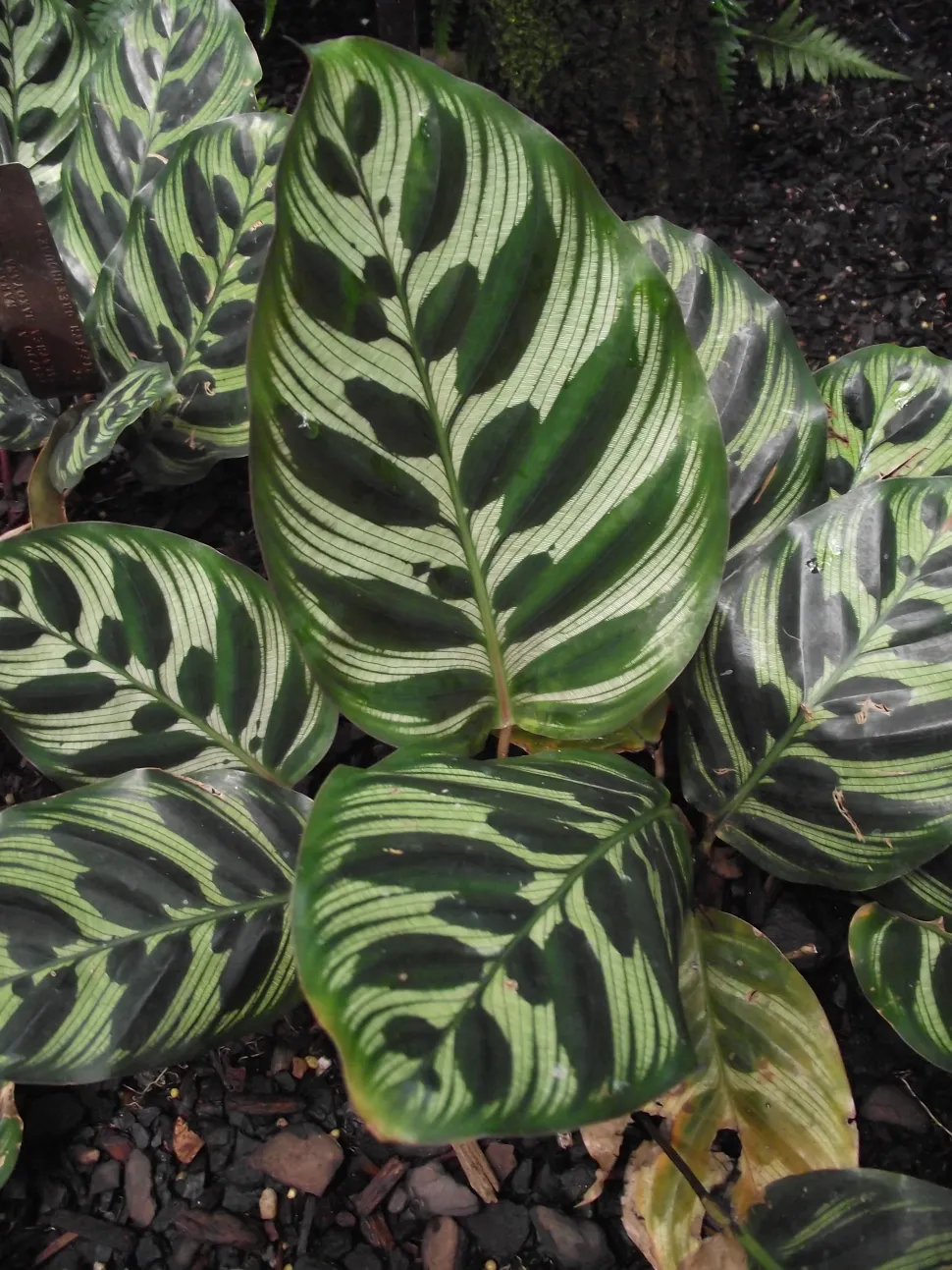 Folhas verdes com padrão de penas de pavão