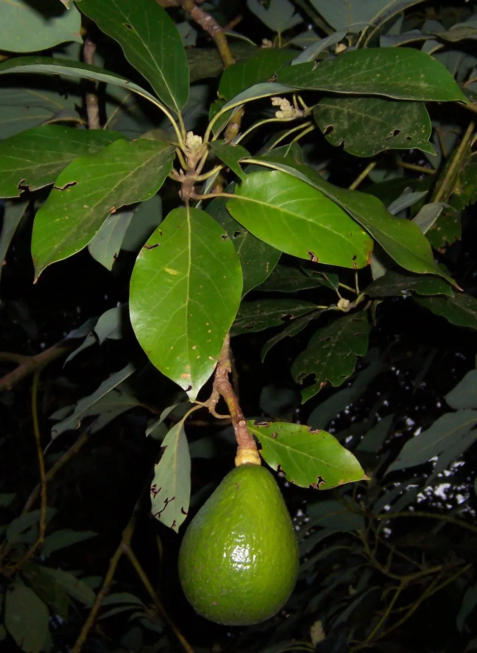 Persea americana che porta un avocado
