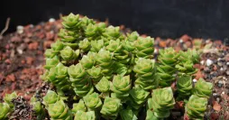 Crassula capitella thyrsiflora in the ground