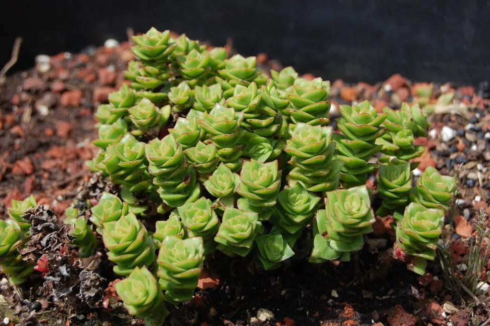 Crassula capitella thyrsiflora no solo