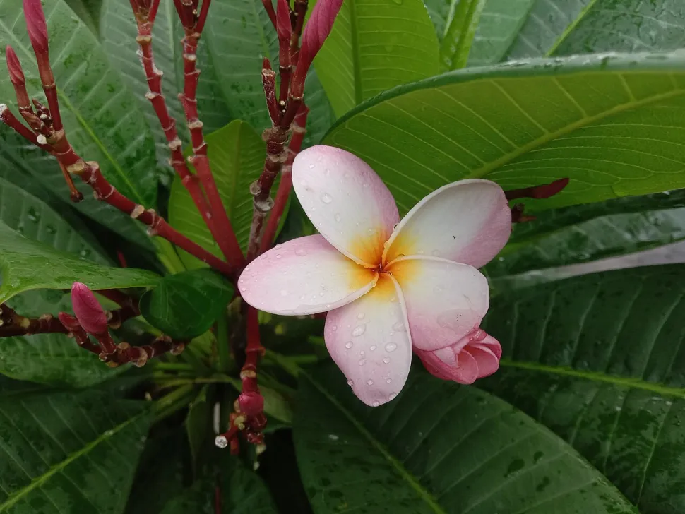 Voksagtig lyserød blomst Plumeria rubra