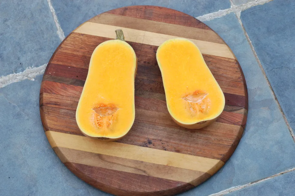 Yellow flesh butternut squash Waltham