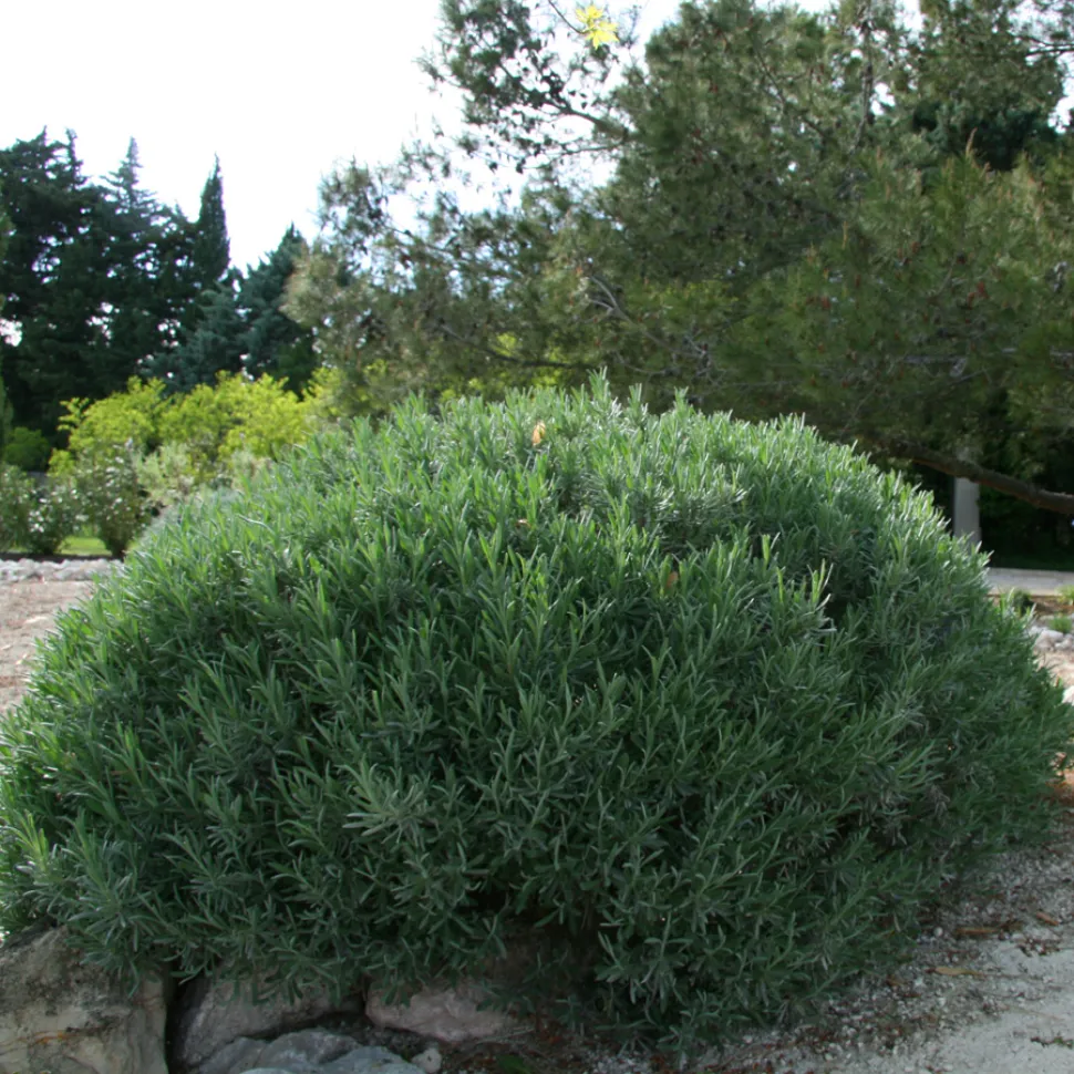 Cespuglio di lavandi non in fiore