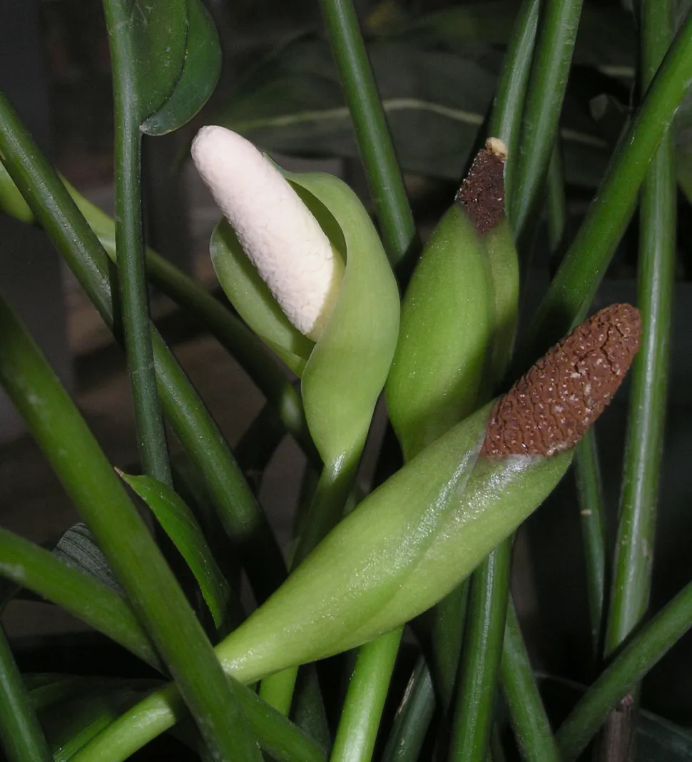 Fleur d'Aglaonema costatum