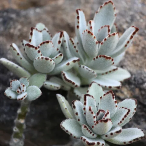 Fat plant white down panda plant