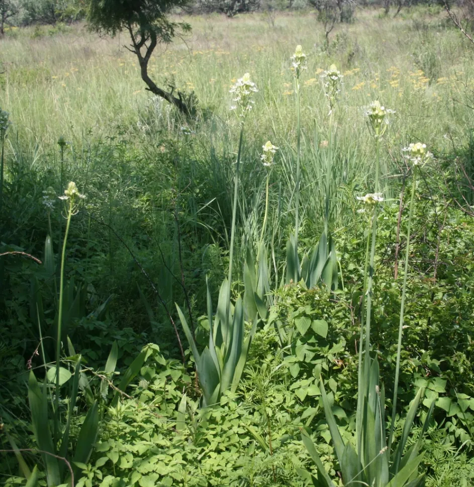 Ornithogalum saundersiae in the ground