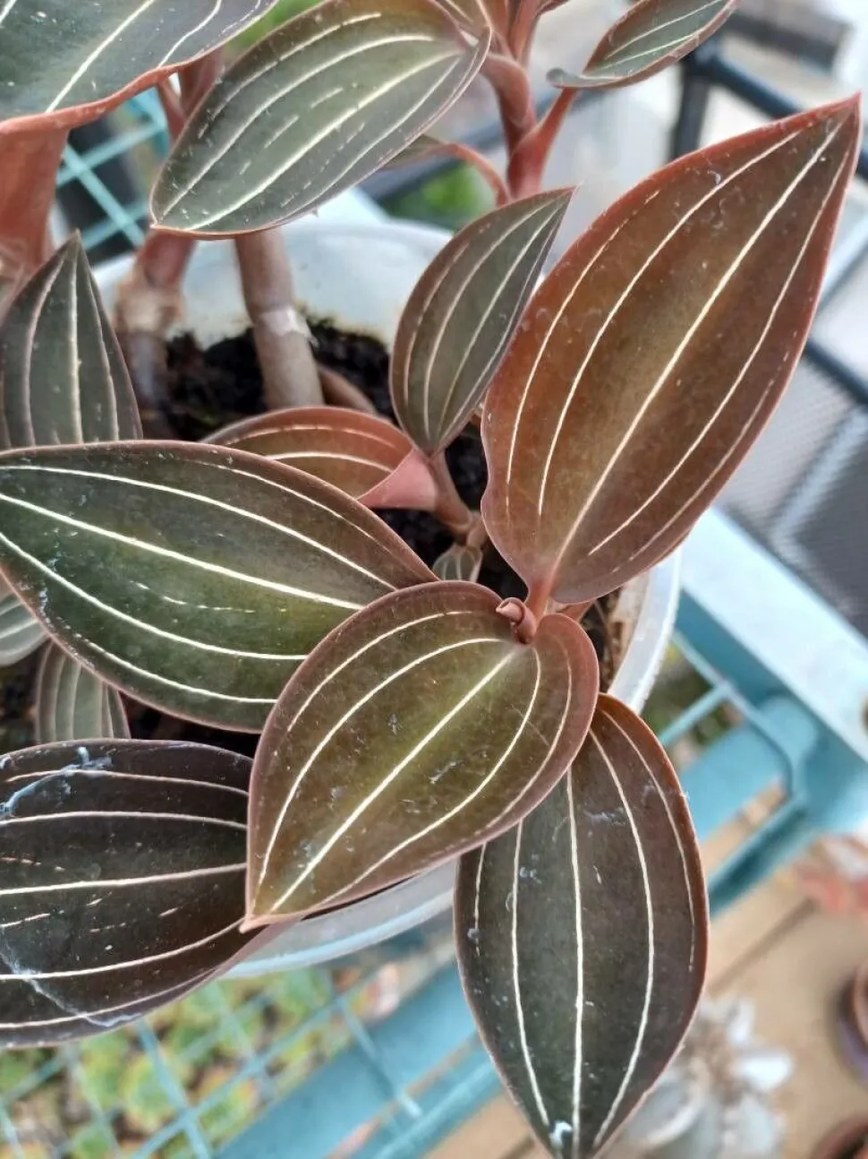 Grønne og lilla blade Ludisia discolor jewel orchid