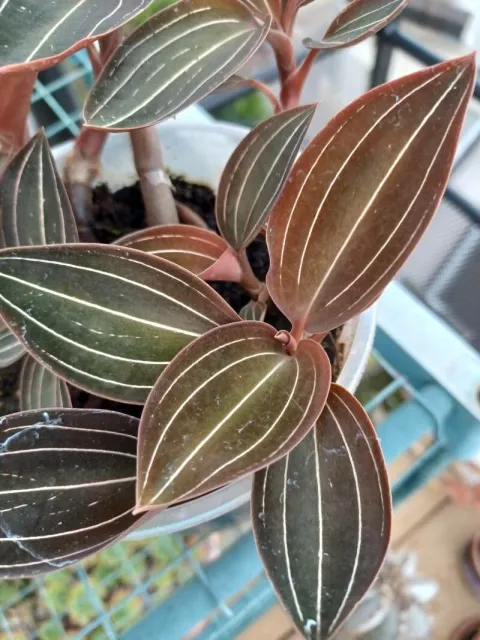 Grønne og lilla blade Ludisia discolor jewel orchid