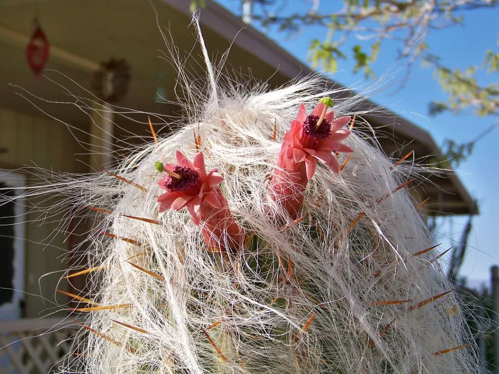 Blüten des Kaktus Cephalocereus senilis