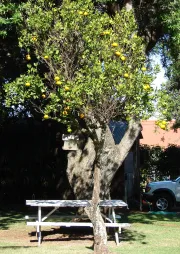 Früchte des Mandarinenbaums CItrus reticulata