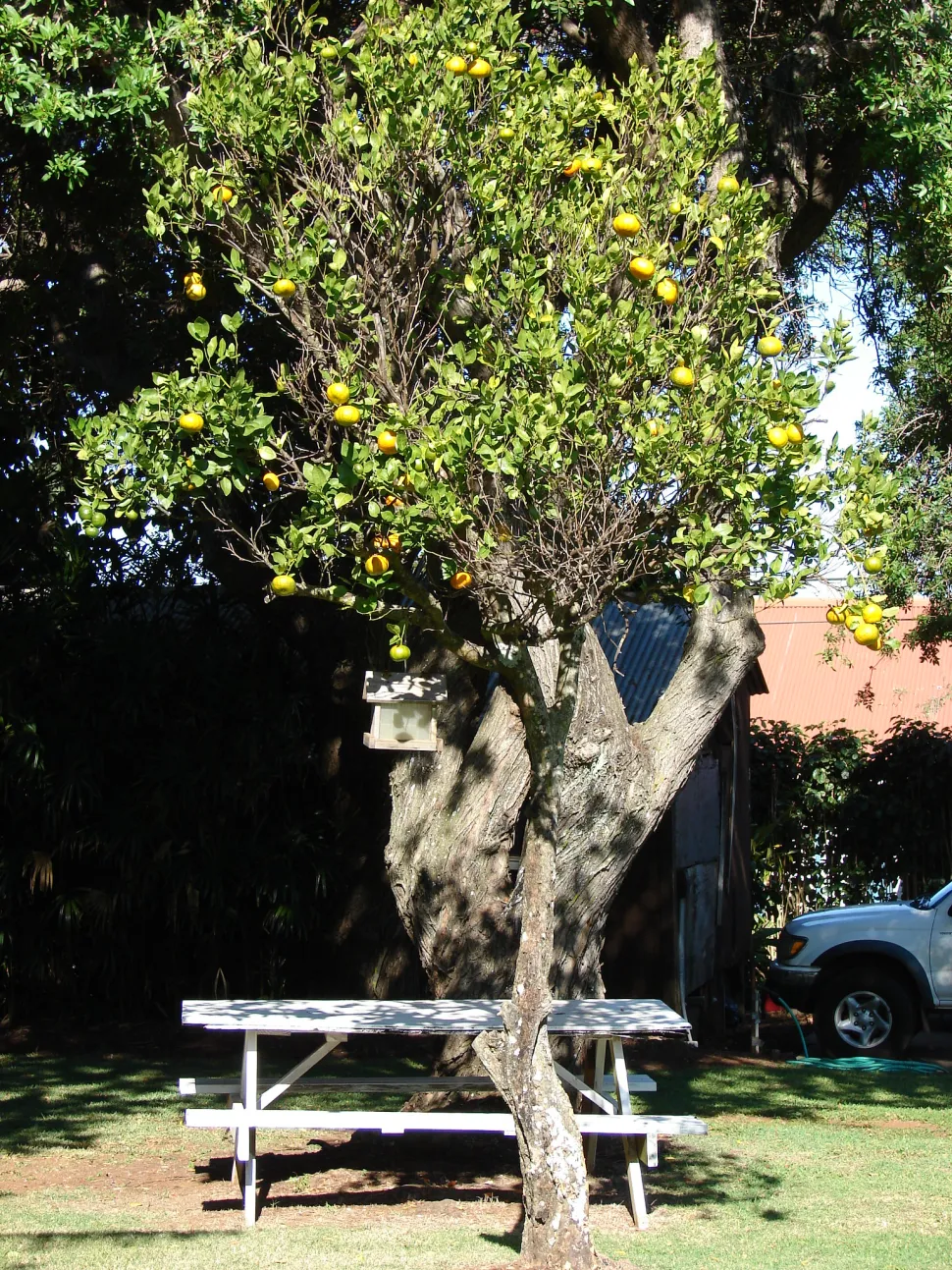 Mandarinfrugt CItrus reticulata