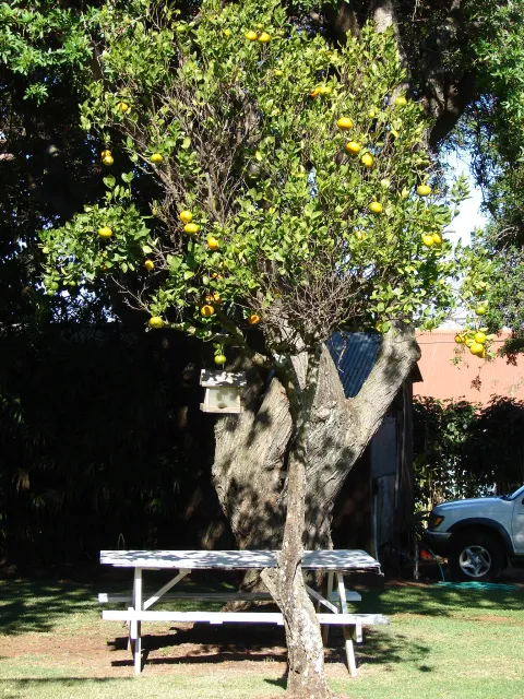Mandarinfrugt CItrus reticulata