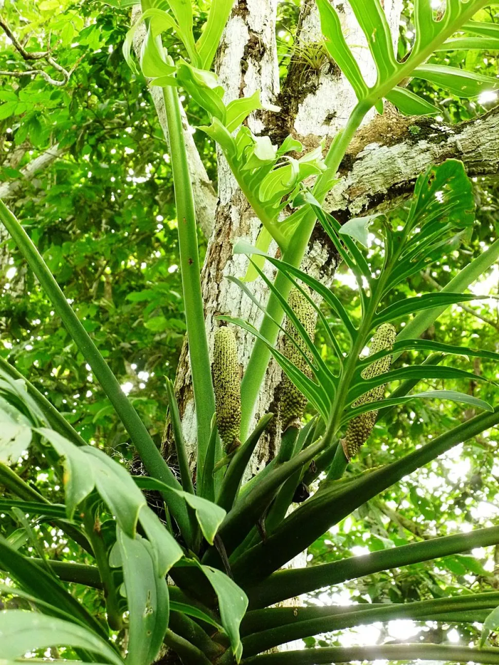 Blomsterstand Monstera pinnatipartita