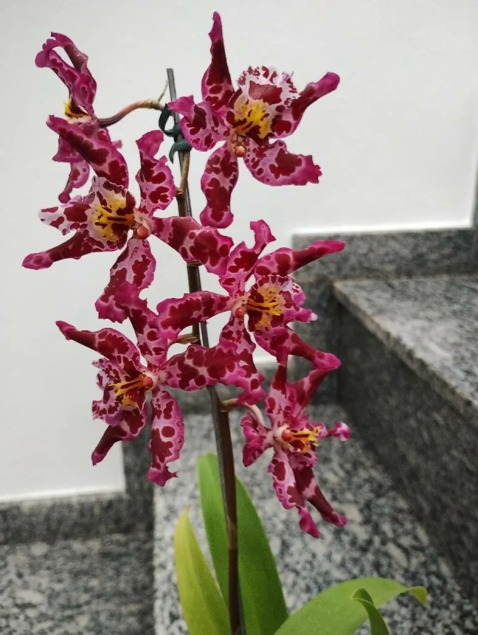 Orchidee Cambria Hybride gesprenkelt