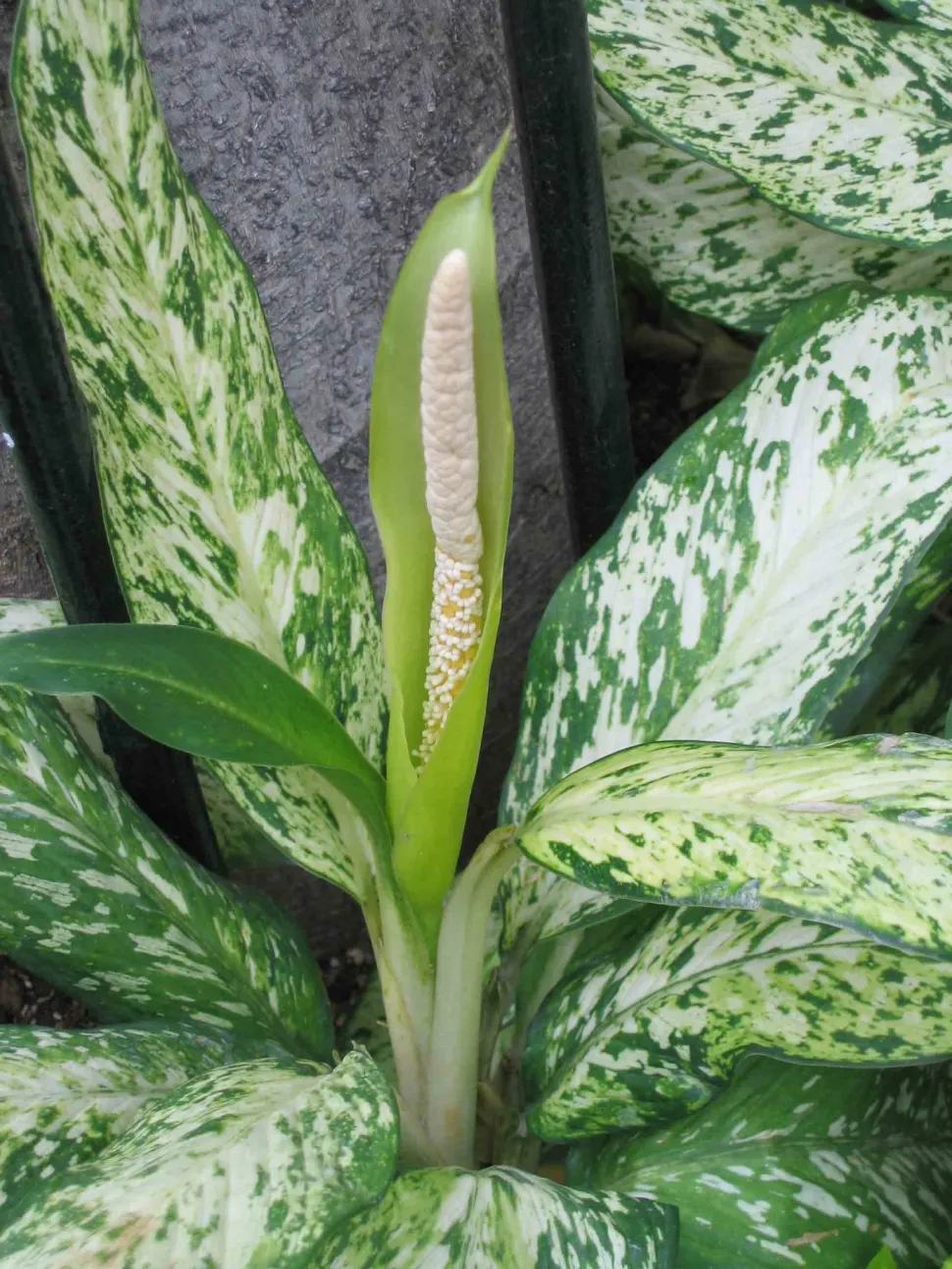 Spatha und Spadix Aglaonema commutatum