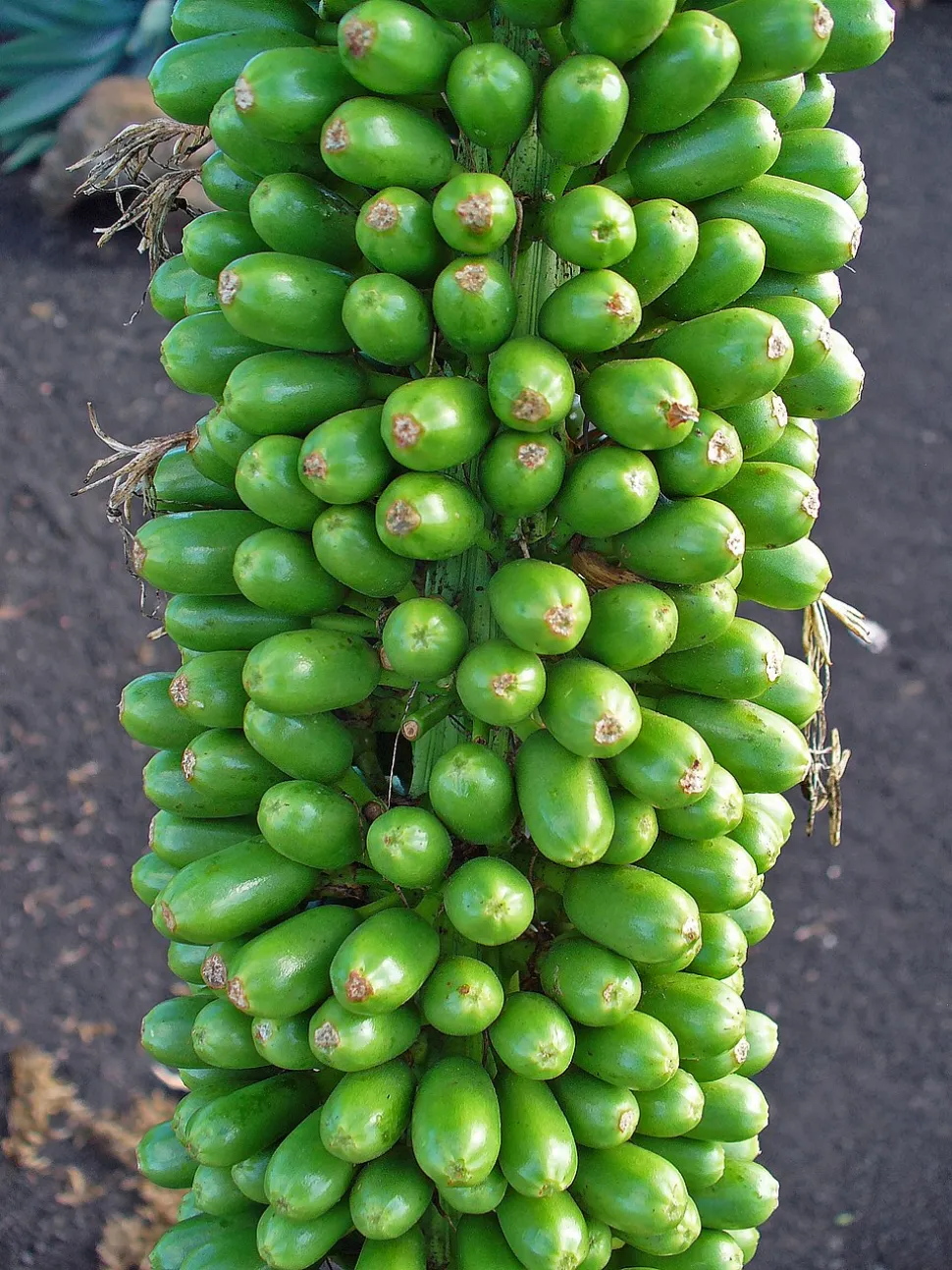 Frugt af Agave attenuata