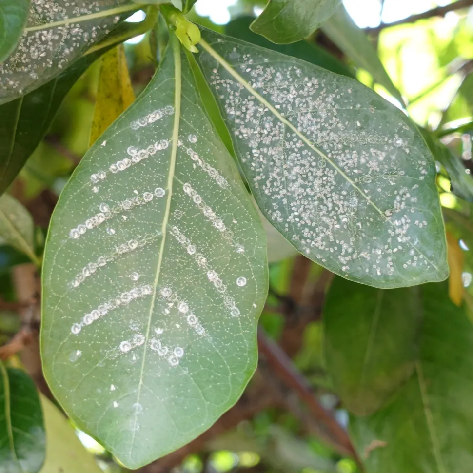 Witte sporen achtergelaten door wittevlieg op een blad