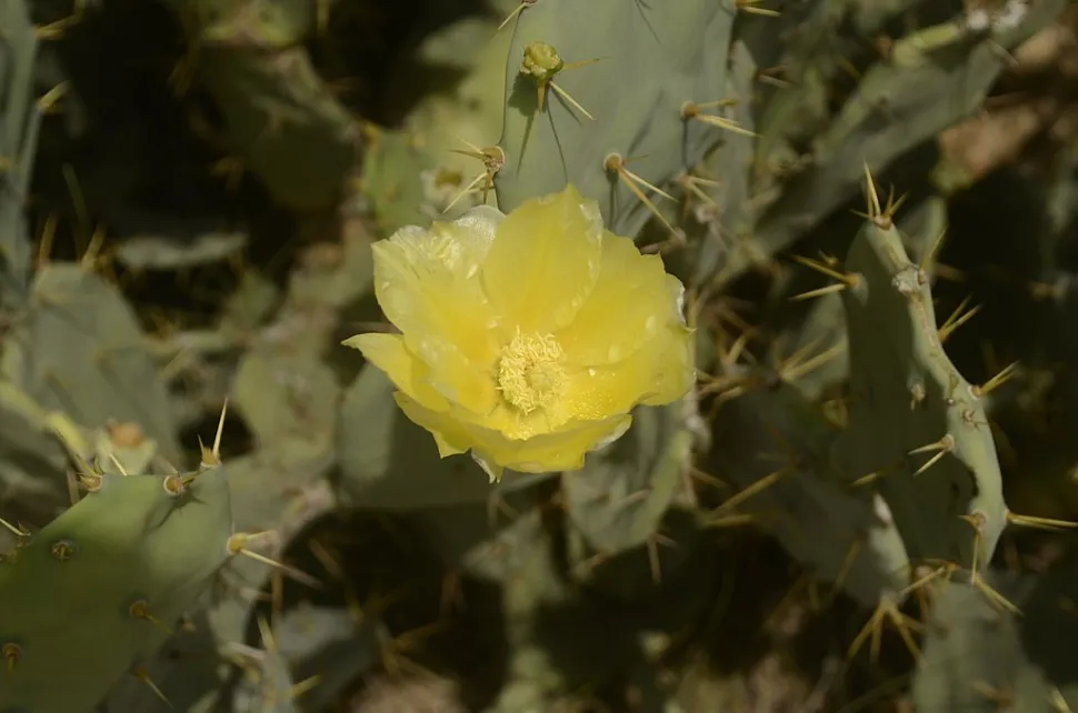 Gelbe Blüte von Opuntia stricta