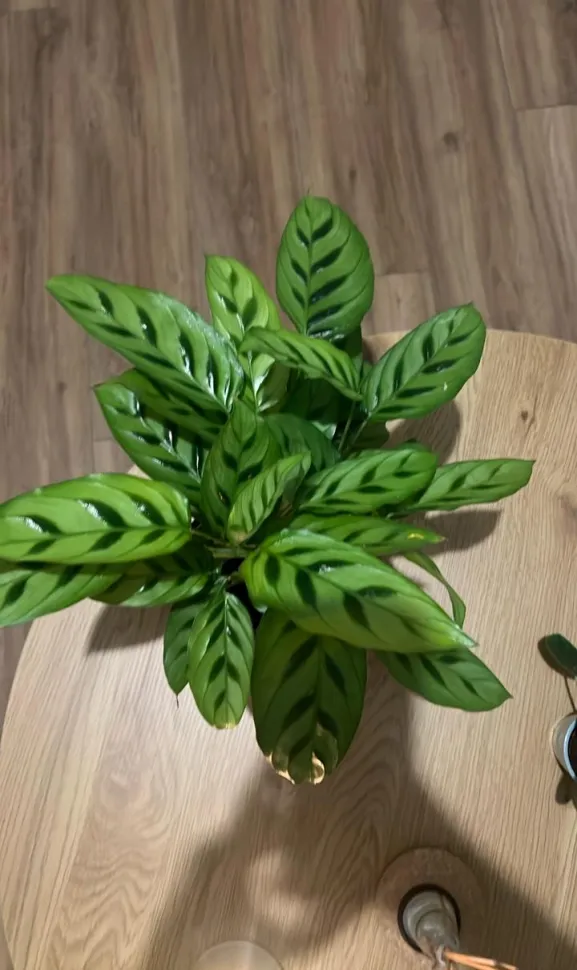 Goeppertia concinna in een pot