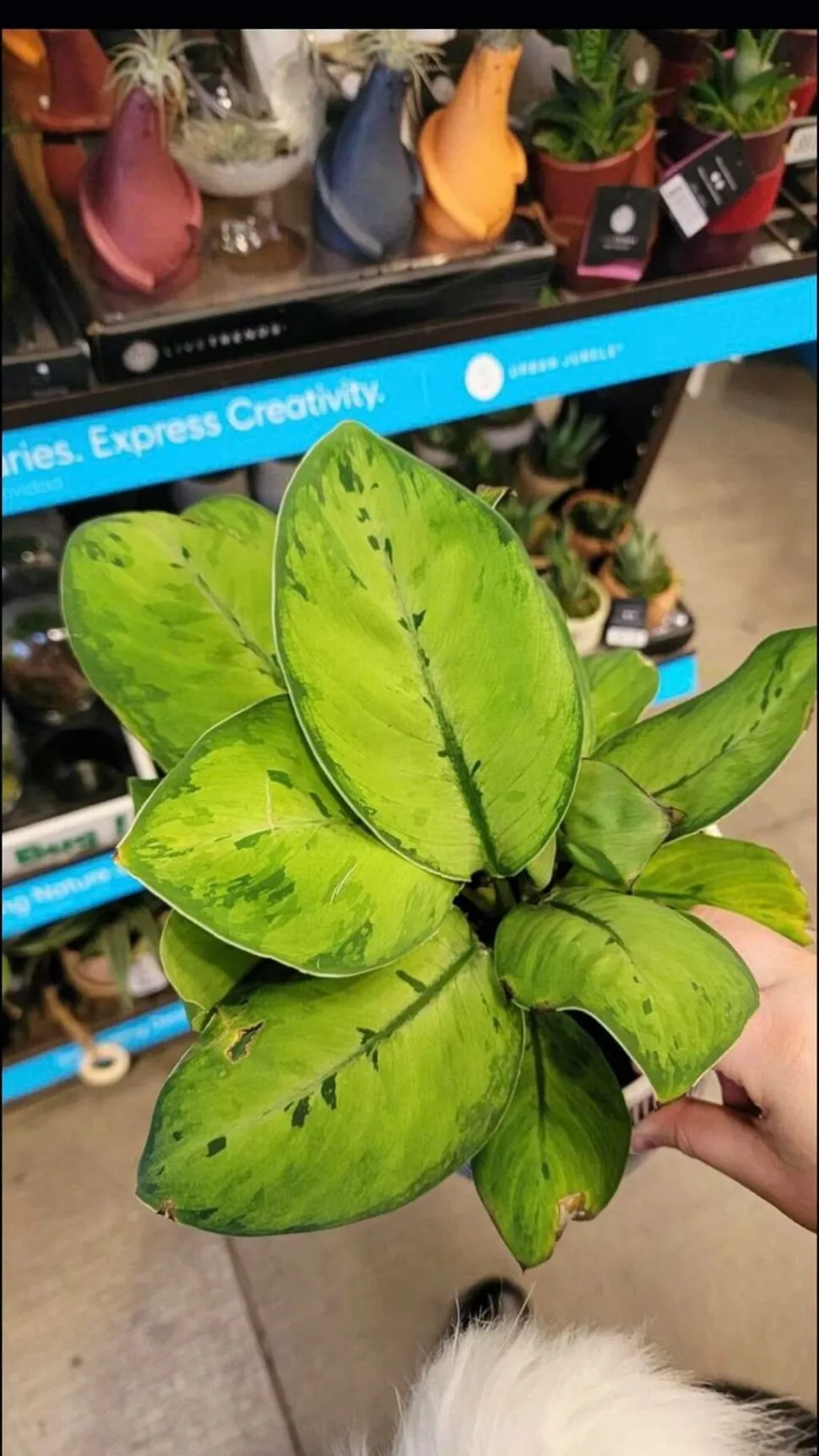 Adelonema wallisii foglie verde brillante
