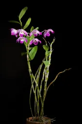 Orchidée bambou Dendrobium nobile violette