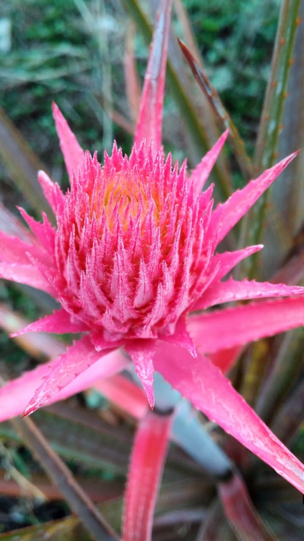 Inflorescencia brácteas rosas Ananas comosus var microcstachus