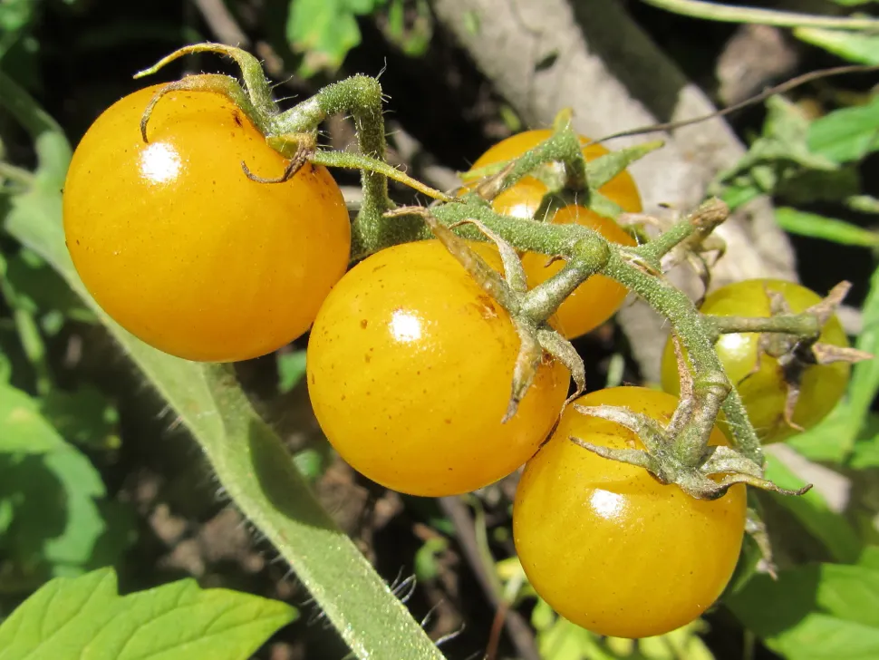 Tomates cereja amarelos