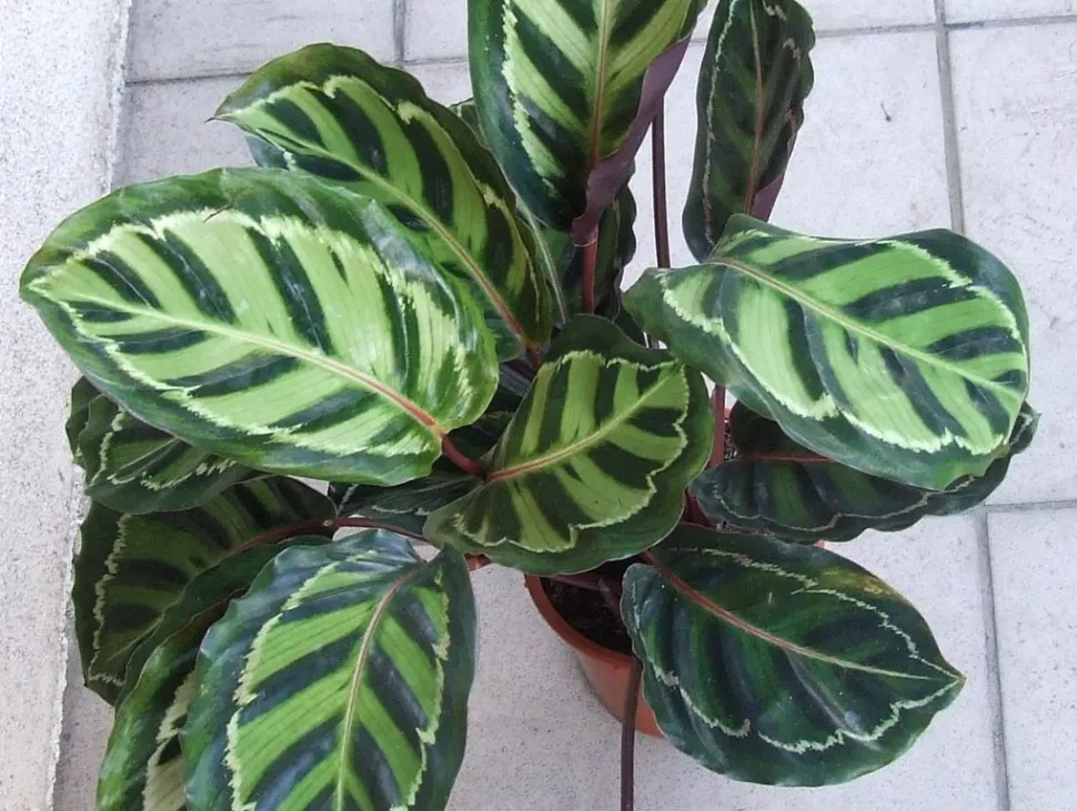 Calathea foglie verdi roseopicta