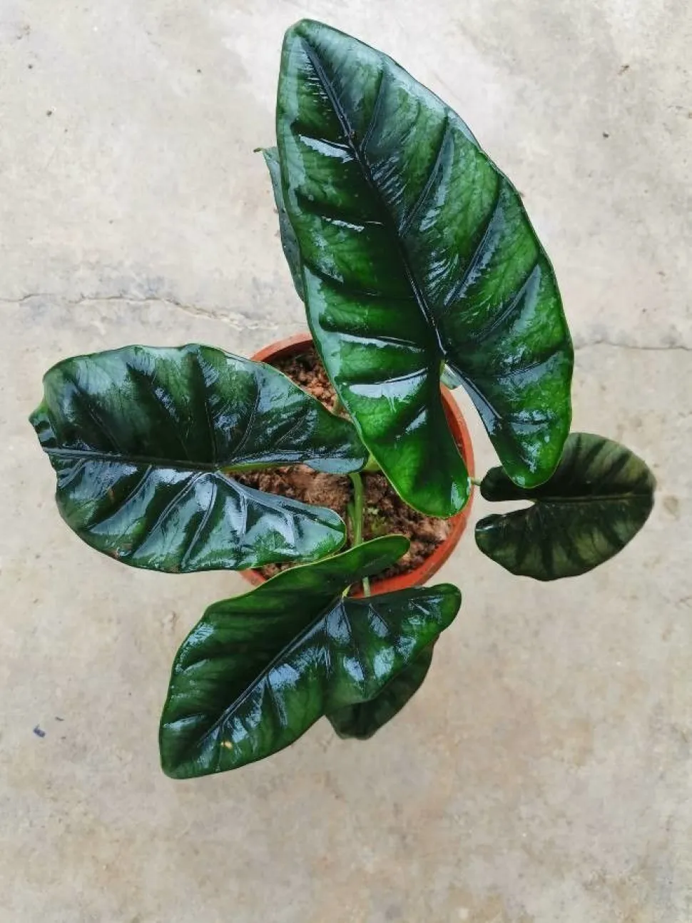 Alocasia cuprea im Topf