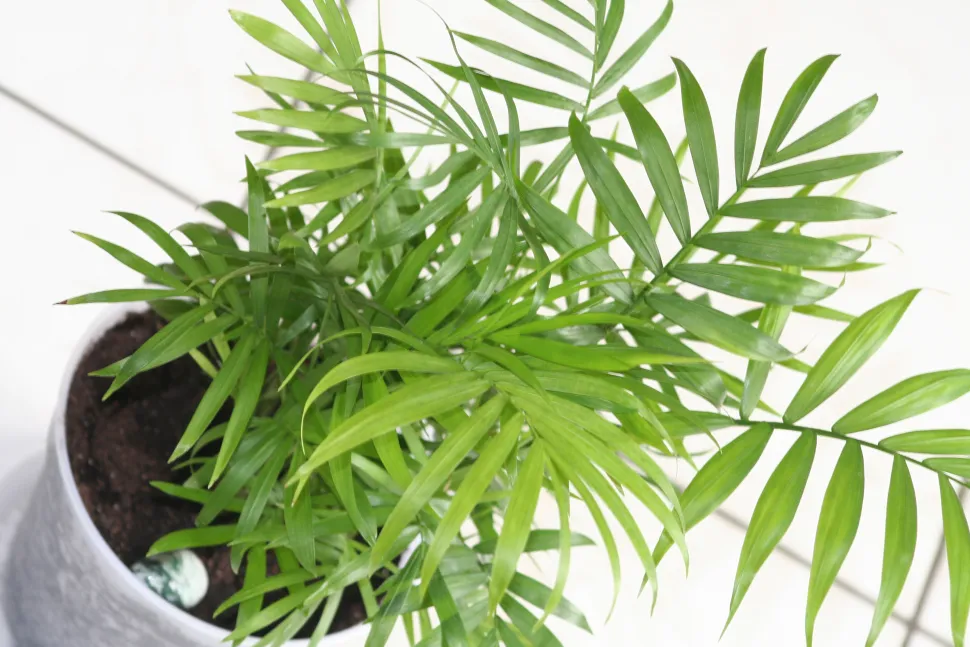 Dwarf palm in pot