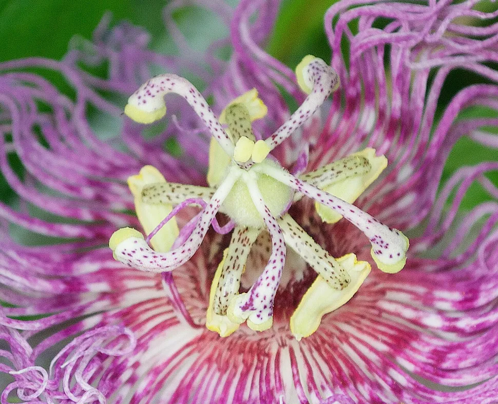 Pistilo y corona de filamentos Passiflora incarnata
