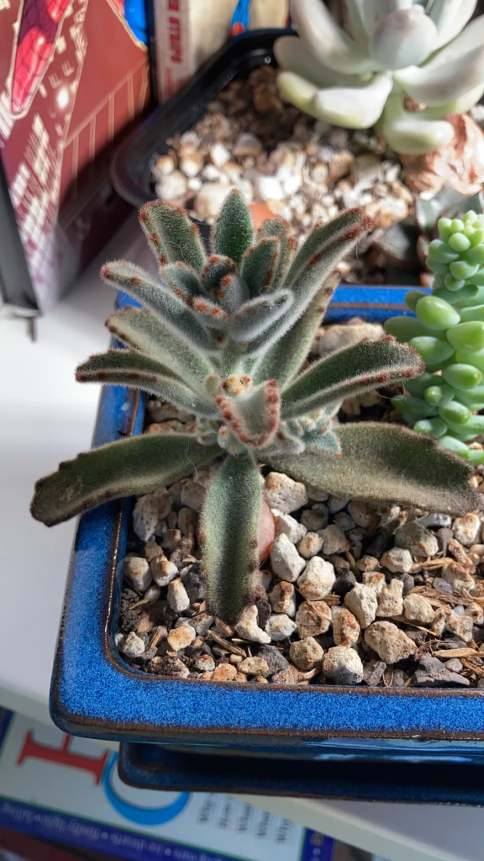 Kalanchoë tomentosa in een pot