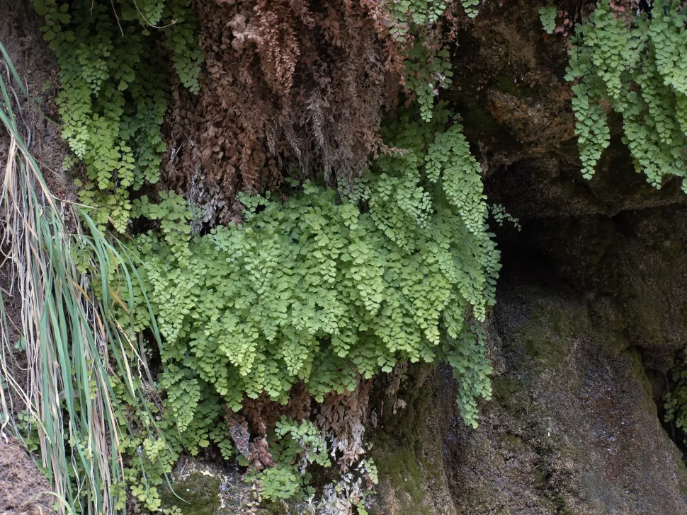 Adiantum capillus veneris en estado silvestre