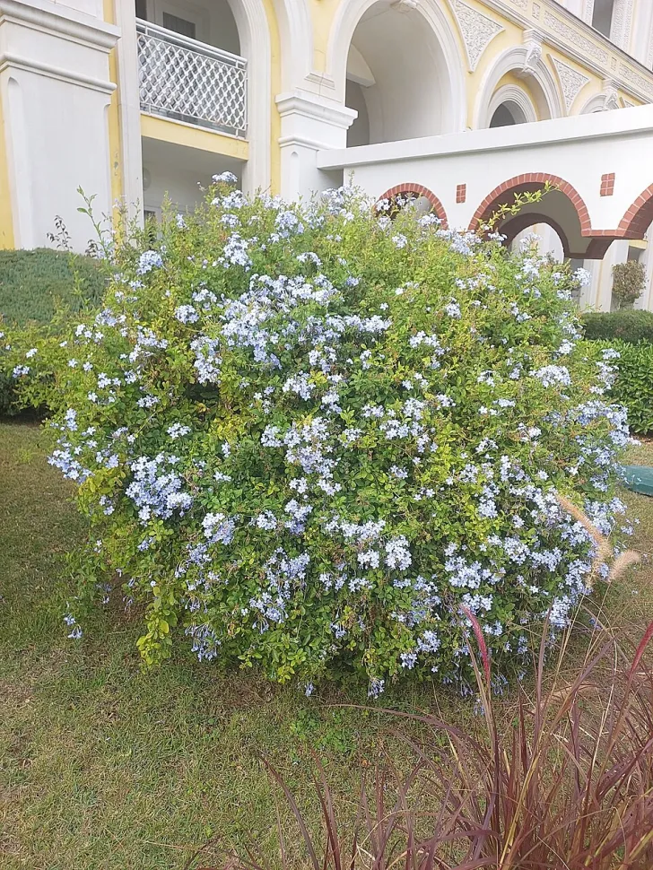 Plumbago auriculata no solo