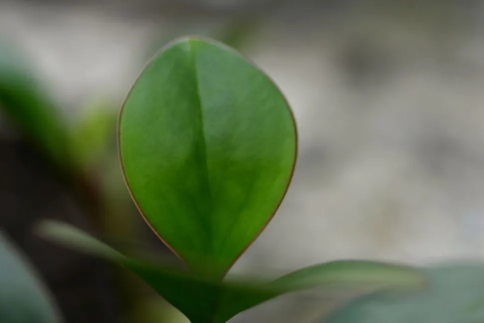Grüne Blätter mit rotem Rand Peperomia clusiifolia