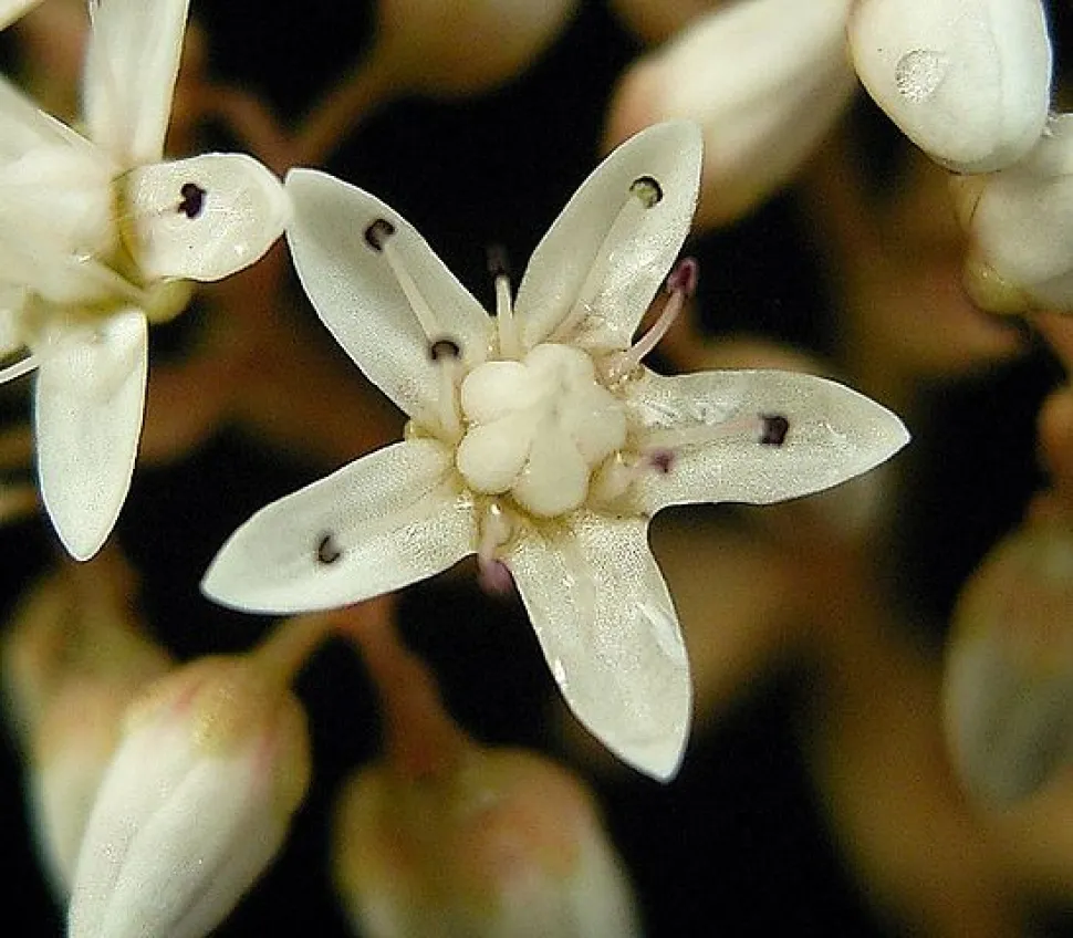 Sternförmige Blüte des Weißen Knabenkrauts