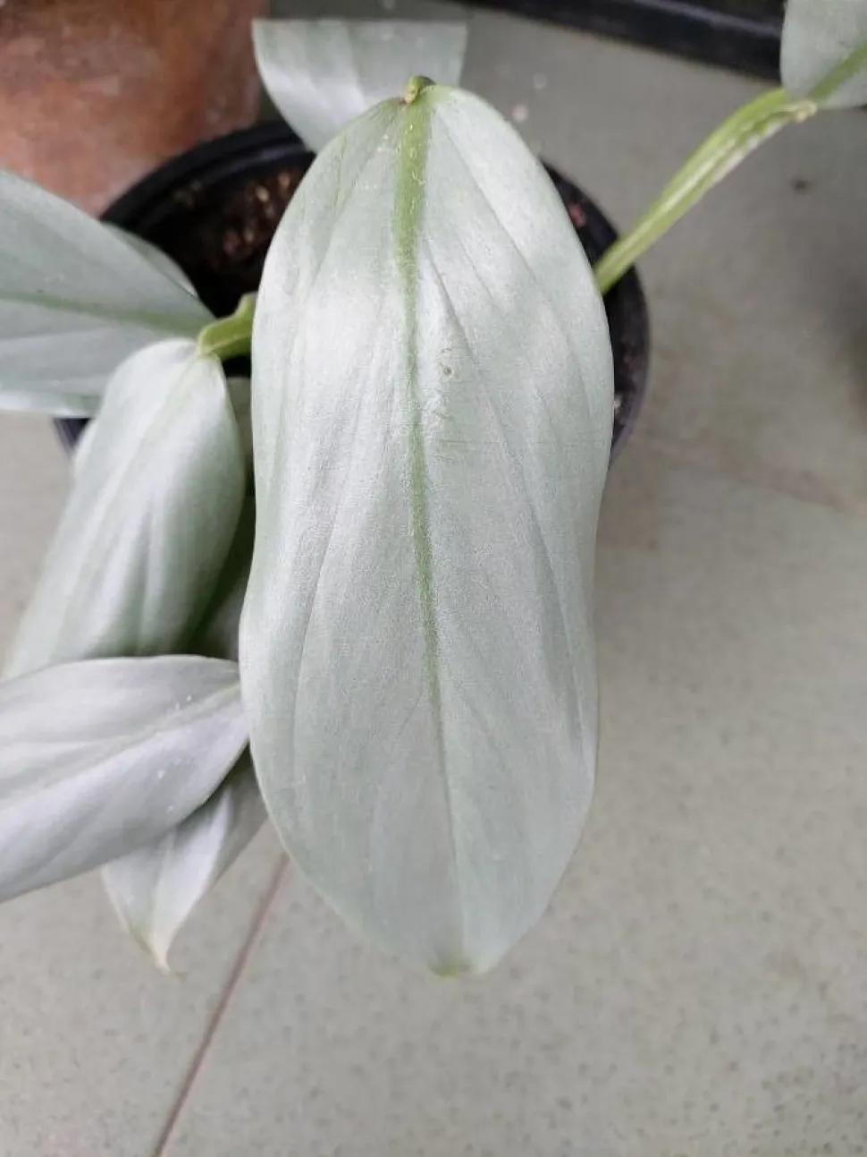 Silberblatt Philodendron hastatum