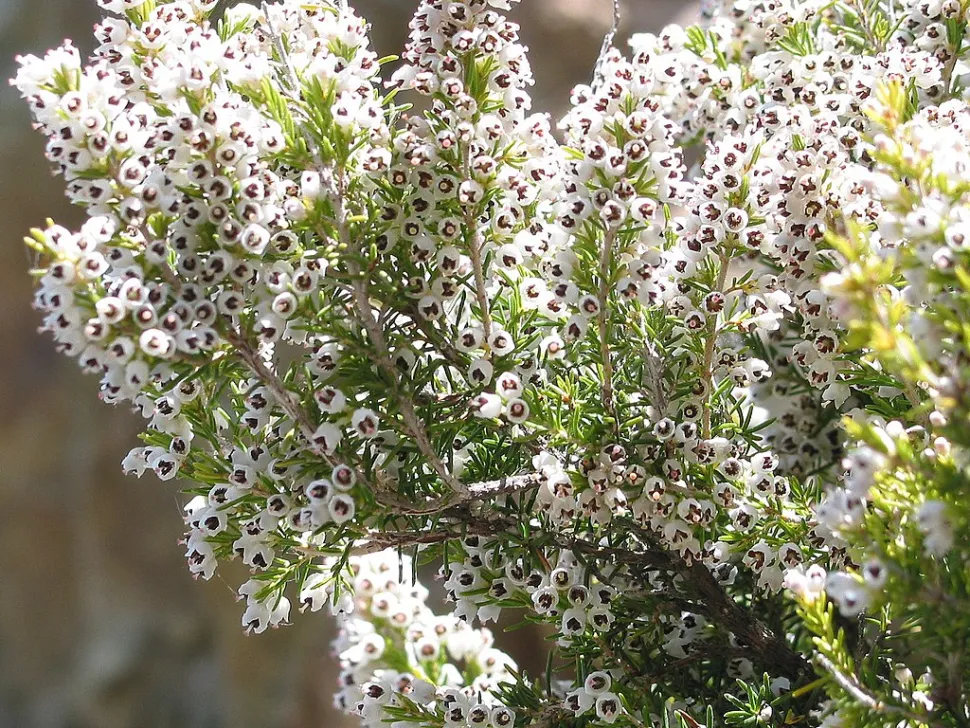 Flores brancas urze Erica arborea