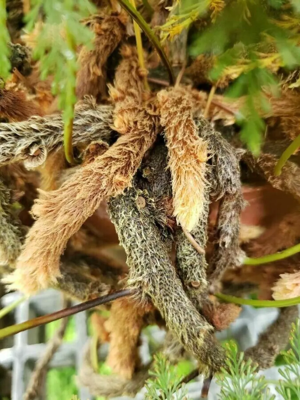 Rizomas de Davallia fejeensis