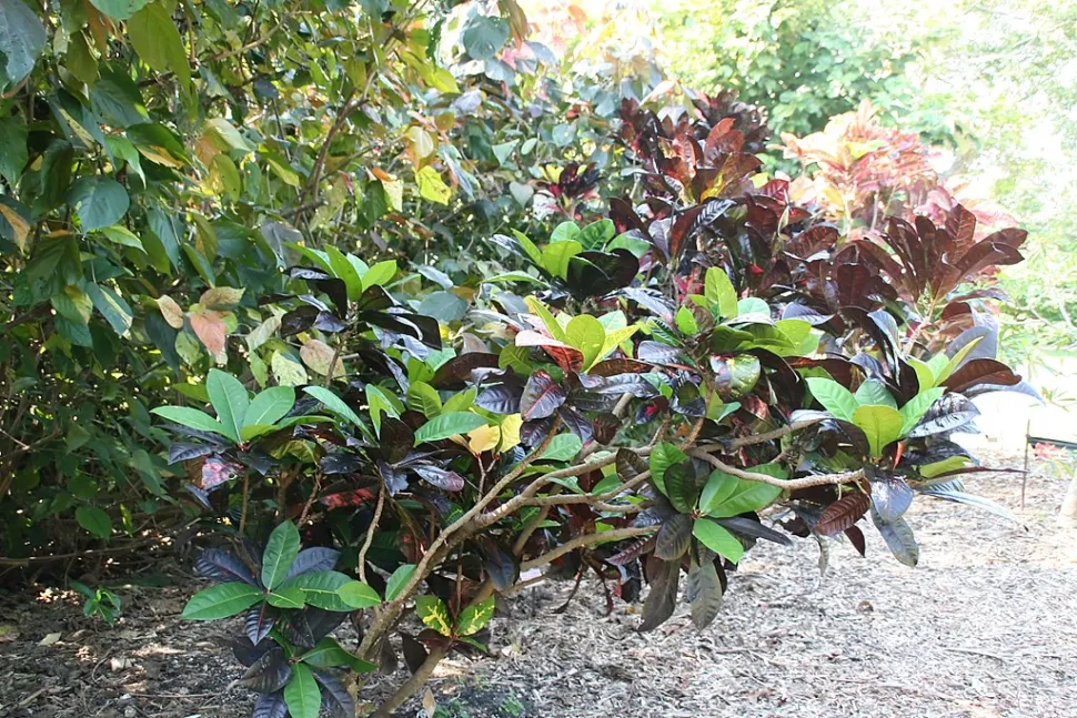 Croton Norma en el suelo