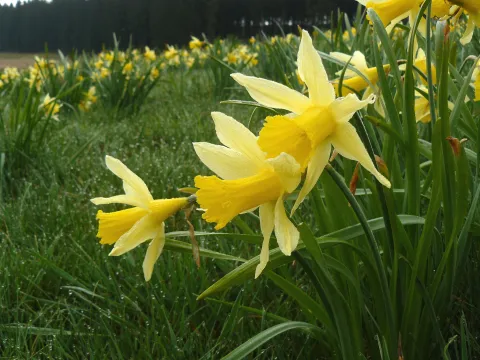 Gelbe Blüten Narcissus pseudonarcissus